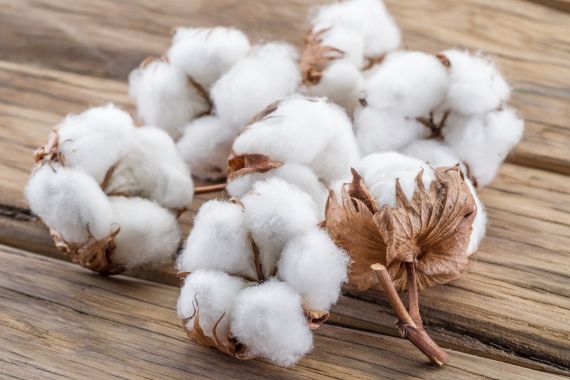 Creation an enterprise for processing cotton fiber